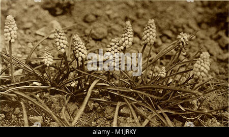 Die 1910 erschienene Publikation „American Homes and Gardens“ beleuchtet Designtrends in amerikanischen Häusern und Gärten und bietet Einblicke in Architektur- und Landschaftsstile des frühen 20. Jahrhunderts, einschließlich Gartendesigns und Inneneinrichtung. Stockfoto