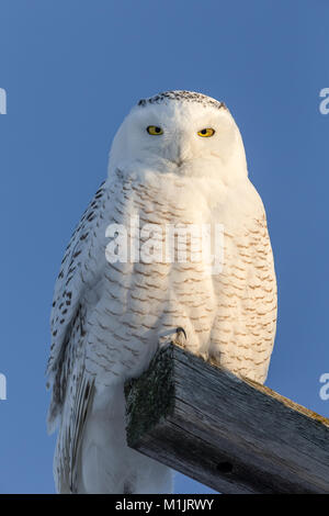 Schnee-eule (Bubo scandiacus) auf einen Holzbalken gehockt und schaut in die Kamera. Owl hat einen ernsten Ausdruck und sehr ausführlich. Stockfoto