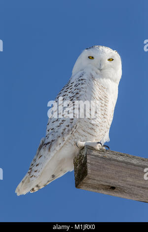 Schnee-eule (Bubo scandiacus) auf einen Holzbalken gehockt und schaut in die Kamera. Owl hat einen ernsten Ausdruck und sehr ausführlich. Stockfoto