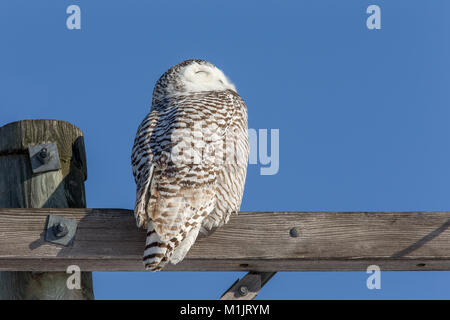 Schnee-eule (Bubo scandiacus) auf einen Holzbalken gehockt und der Blick in die Sonne. Owl hat sehr ausführlich. Stockfoto