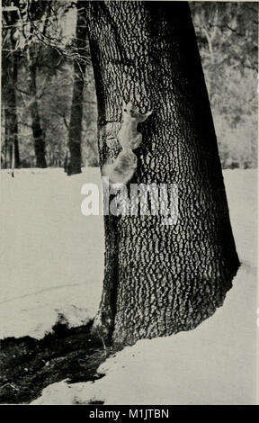 Das tierische Leben im Yosemite; ein Konto der Säugetiere, Vögel, Reptilien und Amphibien in einem Querschnitt von der Sierra Nevada (1924) (17575422584) Stockfoto