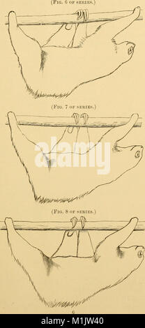 Animal Locomotion - der muybridge Arbeiten an der Universität von Pennsylvania, Methode und Ergebnis (1888) (18009714618) Stockfoto