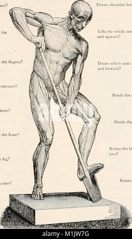 Biologie der Tiere; Menschliche Biologie. Die Teile II und III der erste Kurs in der Biologie (1910) (18198684011) Stockfoto