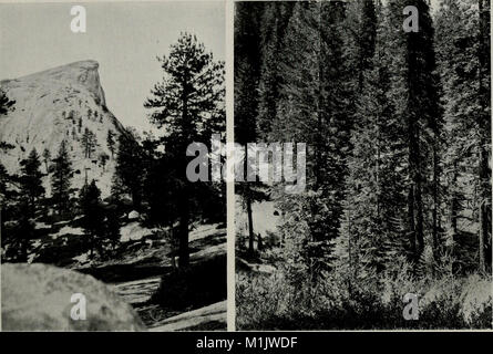 Das tierische Leben im Yosemite; ein Konto der Säugetiere, Vögel, Reptilien und Amphibien in einem Querschnitt von der Sierra Nevada (1924) (18194307672) Stockfoto