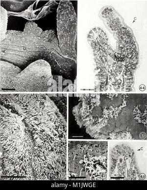 Das American Malacological Bulletin, das 1993 veröffentlicht wurde, ist eine wissenschaftliche Zeitschrift, die sich mit der Erforschung von Weichtieren befasst. Es befasst sich mit der Taxonomie, Biologie und Ökologie von Weichtieren, einschließlich Meeres- und Süßwasserarten. Die Zeitschrift dient als Schlüsselressource für Malakologen und Forscher in Meeresbiologie und Zoologie von Wirbellosen. Stockfoto