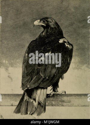 Tier Formen; eine zweite Buch der Zoologie (1902) (18008970940) Stockfoto