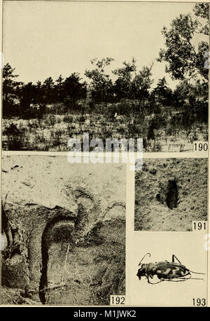 Tierische Gemeinschaften in gemäßigten Amerika - wie in der Region Chicago, Ill.; eine Studie in der tierökologie (1937) (17573856554) Stockfoto