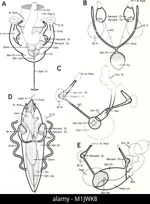 Das American Malacological Bulletin (1996) ist eine wissenschaftliche Publikation, die sich mit der Erforschung von Weichtieren befasst. Es enthält Forschungsartikel über die Biologie, Ökologie und Taxonomie von Weichtieren, wobei der Schwerpunkt sowohl auf Meeres- als auch auf terrestrischen Arten liegt. Die Zeitschrift informiert über neue Entdeckungen und Fortschritte in der Malakologie, einem Zweig der Zoologie im Zusammenhang mit Weichtieren. Stockfoto