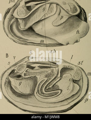 Tier Formen; eine zweite Buch der Zoologie (1902) (18196447175) Stockfoto