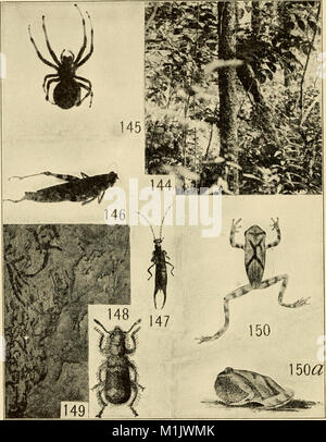 Tierische Gemeinschaften in gemäßigten Amerika - wie in der Region Chicago, Ill.; eine Studie in der tierökologie (1937) (18192770452) Stockfoto