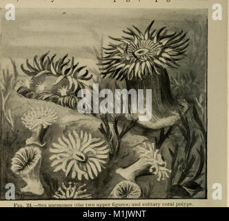 Tier Formen; eine zweite Buch der Zoologie (1902) (18008525898) Stockfoto