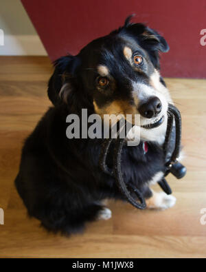 Hohe Betrachtungswinkel und der schwarze Hund mit Leine in den Mund Stockfoto