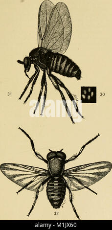 Tierische Gemeinschaften in gemäßigten Nordamerika, wie in der Region Chicago, Ill.; eine Studie in der tierökologie (1913) (18169627716) Stockfoto