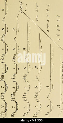 Tierische Gemeinschaften in gemäßigten Nordamerika, wie in der Region Chicago, Ill.; eine Studie in der tierökologie (1913) (18008450860) Stockfoto