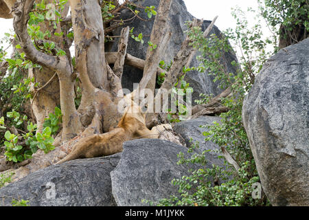 East African Lion Cubs (Panthera leo melanochaita), arten in der Familie Felidae und Mitglied der Gattung Panthera, aufgeführt als gefährdet, in Serenge Stockfoto