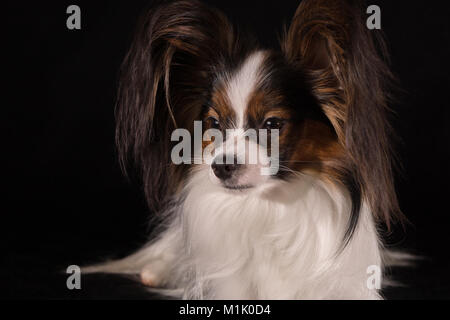 Schöne junge Rüde Continental Toy Spaniel Papillon auf schwarzem Hintergrund Stockfoto