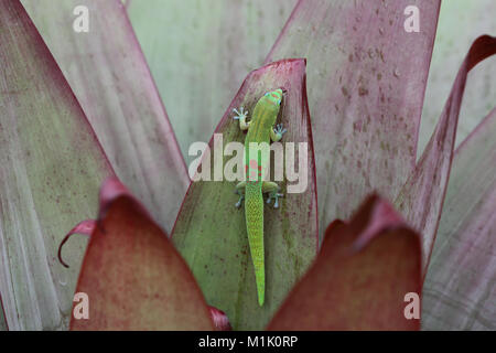 Goldstaub-taggecko Fütterung auf bromelie Pflanze Blatt, Hawaii Stockfoto