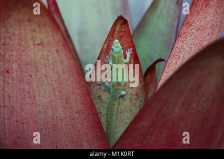 Goldstaub-taggecko auf bromelie Pflanze Blatt, Hawaii Stockfoto