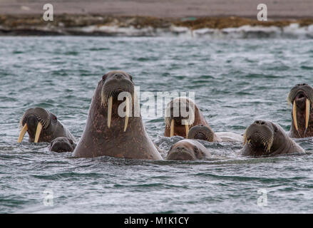 Walrosse in Inselgruppe Svalbard Stockfoto