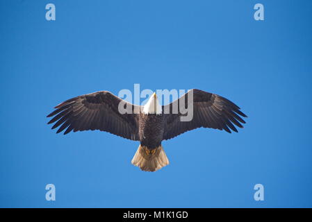 Ein Adler gegen einen klaren blauen Himmel von unten mit schönen Flügel detail. Stockfoto