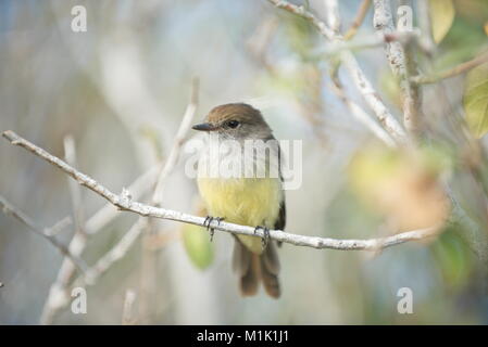 Galapagos schopftyrann (myiarchus magnirostris) auf einem Ast sitzend. Viele Details mit einem smoth Hintergrund. Jun 2017 getroffen Stockfoto