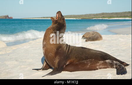 Galápagos-Seelöwe (Zalophus wollebaeki), ein großer Mann am Strand in der schönen Sonne posiert Stockfoto