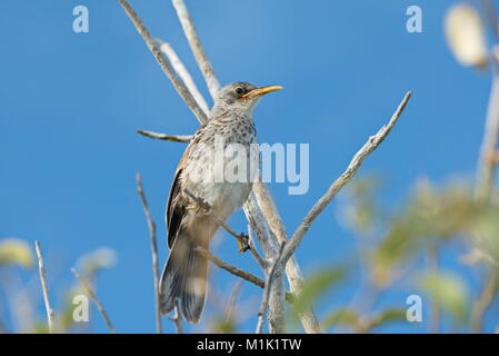 Juvenile Galapagos Spottdrossel, Mimus parvulus, auf der Insel Santa Cruz Stockfoto