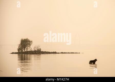 Husky im Wasser Stockfoto