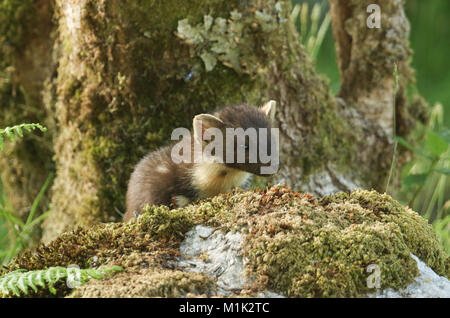 Eine seltene Jagd Baummarder (Martes martes) über einen Felsen in Moos in den Highlands von Schottland. Stockfoto