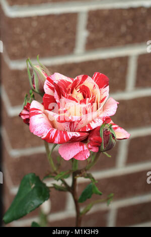 Nahaufnahme von Himbeere Tiger Rose in voller Blüte Stockfoto