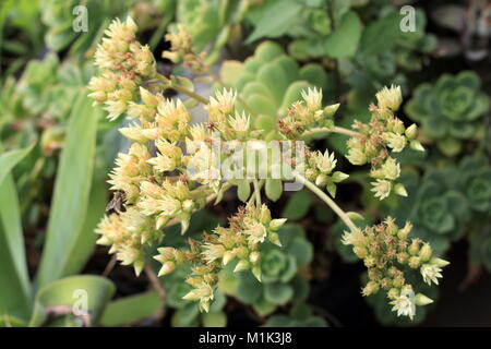 Nahaufnahme von Aeonium haworthii Pinwheel Aeonium Blumen Stockfoto