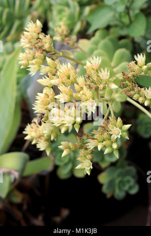 Nahaufnahme von Aeonium haworthii Pinwheel Aeonium Blumen Stockfoto