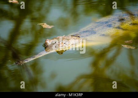 Gharial Krokodil im Wasser in Rajkot, Indien Stockfoto