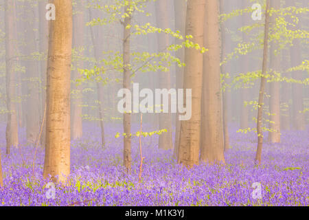 Einen wunderschönen blühenden Bluebell-Wald. Fotografiert an einem nebligen Morgen im Wald Halle (Hallerbos) in Belgien. Stockfoto