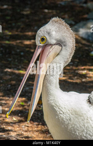 Pelikan Stockfoto