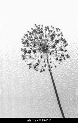 Allium giganteum in Schwarz und Weiß, Samen und Blüten Stockfoto