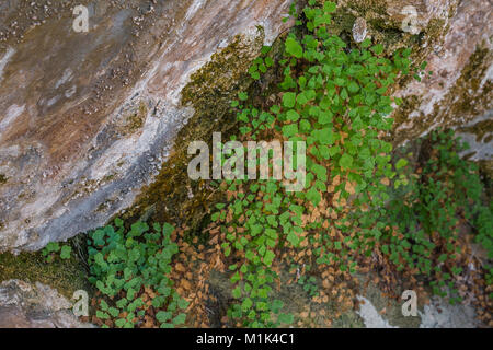 Südliche Maidenhair Fern, Adiantum capillus-Veneris, wächst in einem schattigen, feuchten Lebensraum im Cave Feder im Needles District des Canyonlands National Stockfoto