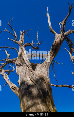 Tot Utah Wacholder, Juniperus osteosperma, im Needles District des Canyonlands National Park, Utah, USA Stockfoto