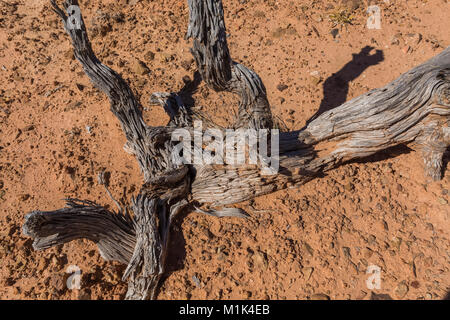 Tot und wahrscheinlich sehr alten Utah Wacholder, Juniperus osteosperma, im Needles District des Canyonlands National Park, Utah, USA Stockfoto