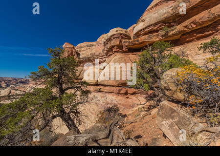 Blick auf Sandsteinfelsen aus entlang der schroffen Trail hinunter in die Salt Creek Canyon von der Kathedrale Butte Trailhead im Needles District des Können Stockfoto