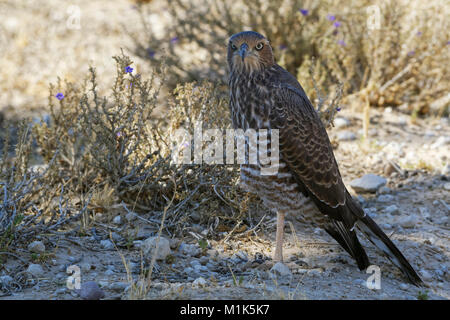 Junge blasse Chanting goshawk (Melierax canorus), im Schatten sitzen auf den trockenen Boden, Kgalagadi Transfrontier Park, Northern Cape Stockfoto