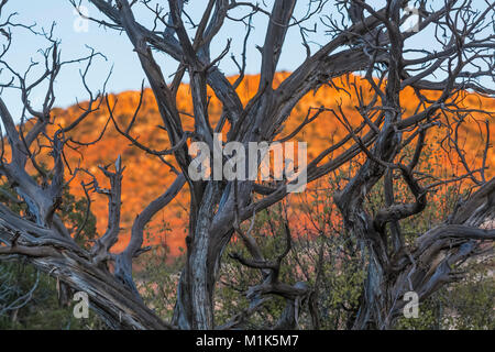 Sonnenuntergang auf dem Sandstein Formationen vom Campingplatz 1 in Salt Creek Canyon im Needles District des Canyonlands National Park, Utah, USA Stockfoto