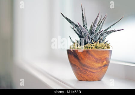 Sukkulente Pflanze auf der Fensterbank im modernen Bad. Calgary, Alberta, Kanada. Stockfoto