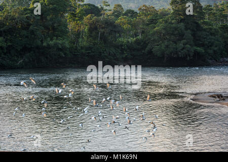 Amazonas Regenwald. Misahualli River. In der Provinz Napo, Ecuador Stockfoto
