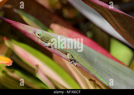 Goldstaub-taggecko Fütterung auf bromelie Pflanze Blatt, Hawaii Stockfoto