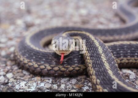 Garter snake mit gespaltene Zunge heraus haften. Klasse REPTILIA, Ordnung Squamata, Unterordnung Serpentes, Familie Colubridae, Arten T. Sirtalis Stockfoto