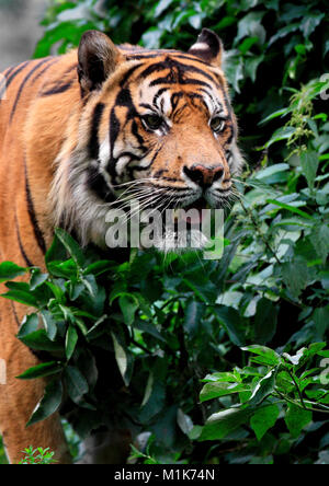 Single Sumatra Tiger in zoologischen Garten Stockfoto