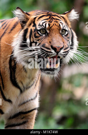 Single Sumatra Tiger in zoologischen Garten Stockfoto