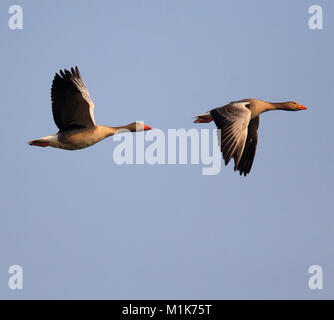 Paar Graugänse im Flug über grasbewachsene Feuchtgebieten während der Brutzeit im Frühjahr Stockfoto