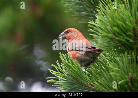 Parrot Gegenwechsel (Loxia pytyopsittacus), Mann, Trinken, Shetlandinseln, Schottland, Großbritannien. Stockfoto